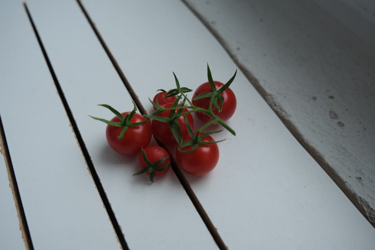 Update on Indoor Hydroponics Cherry Tomatoes: More Fruits!