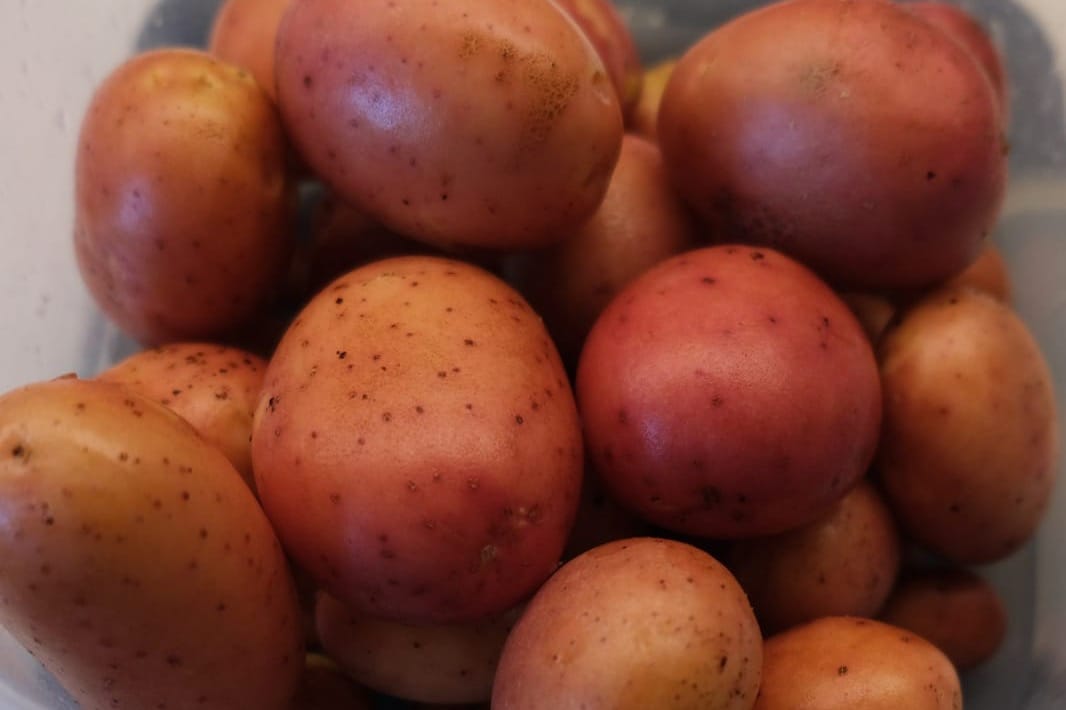 My First Time Growing Potatoes