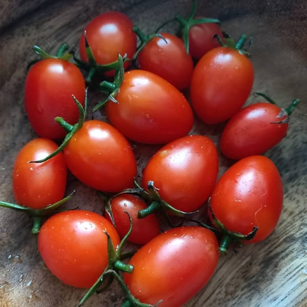 My Experiences From Trying To Grow Cherry Tomatoes