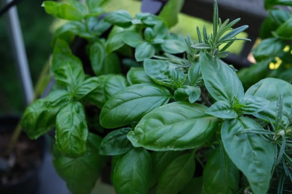 Indoor to Outdoor, Hydroponics to Soil: Basil