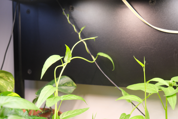 Growing Water Spinach Under a Computer Table