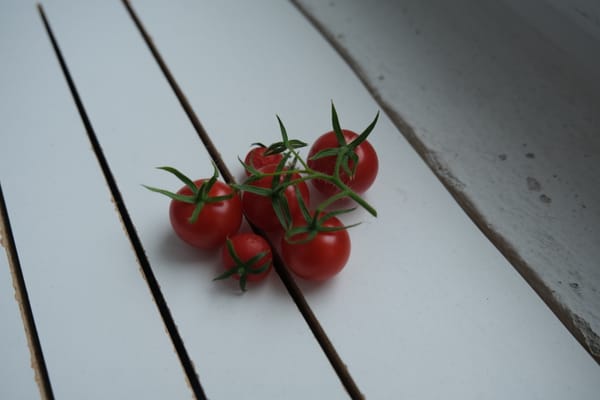 Update on Indoor Hydroponics Cherry Tomatoes: More Fruits!